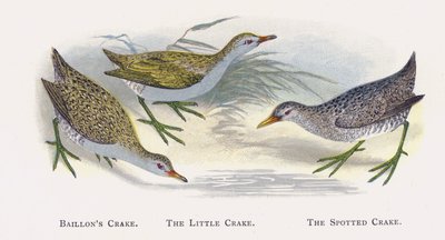 Baillons Crake、The Little Crake、The Spotted Crake 作： Alexander Francis Lydon
